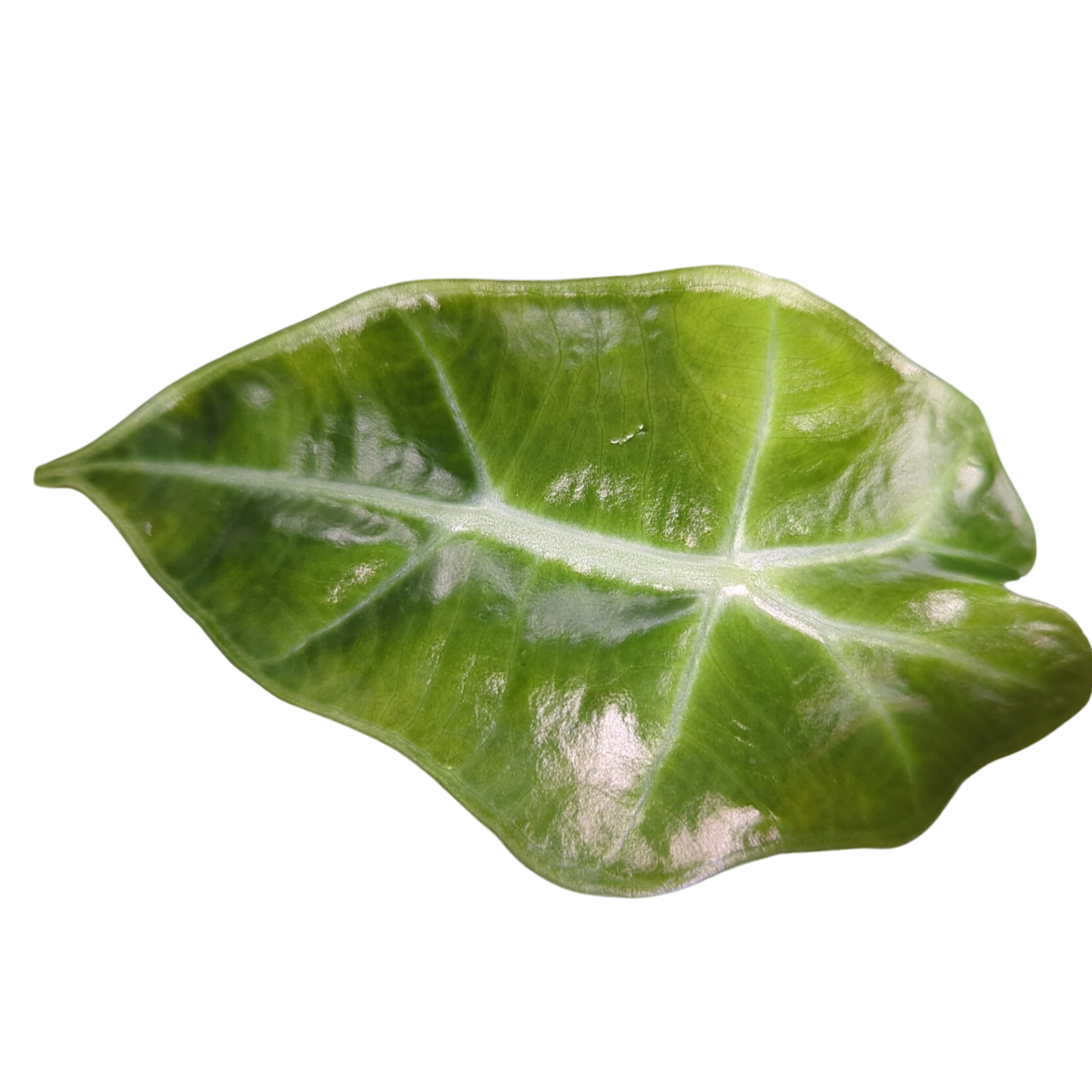 Baby Alocasia sanderiana Dwarf Amazonica + selbstbewässernder Übertopf